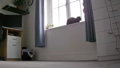 Az ablakban ülve várja gazdáját a macska: ami ezután történik, milliókat hat meg - Videó