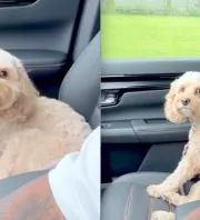 Megkérdezte a gazdi a kutyusát, hiányzott-e neki: a válasza sokakat zavarba hoz - Videó